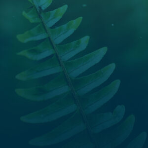 Fern