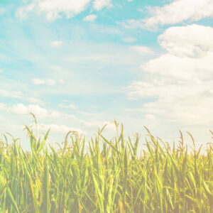 A field of grass